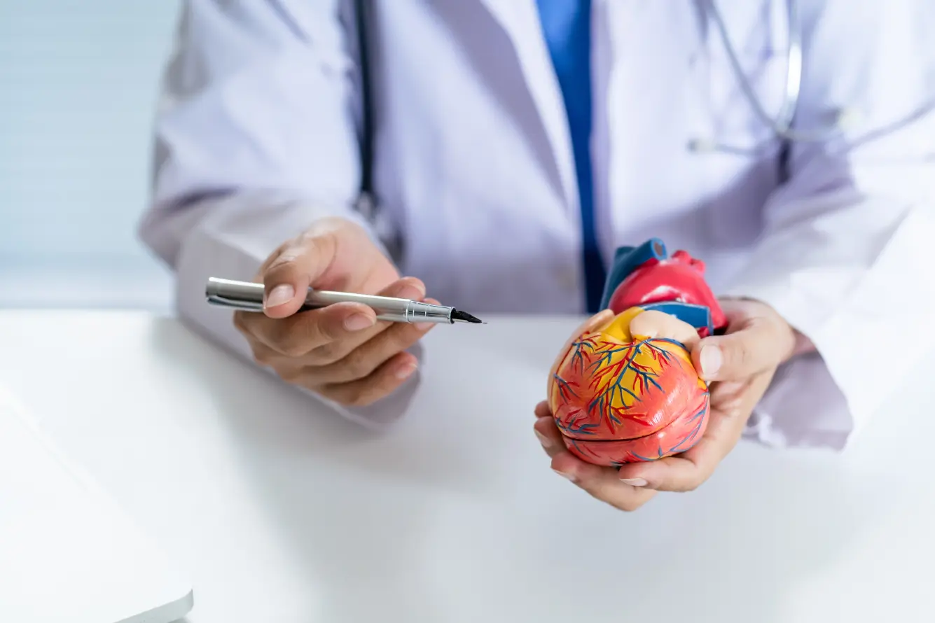Cardiologist holding a model of the human heart